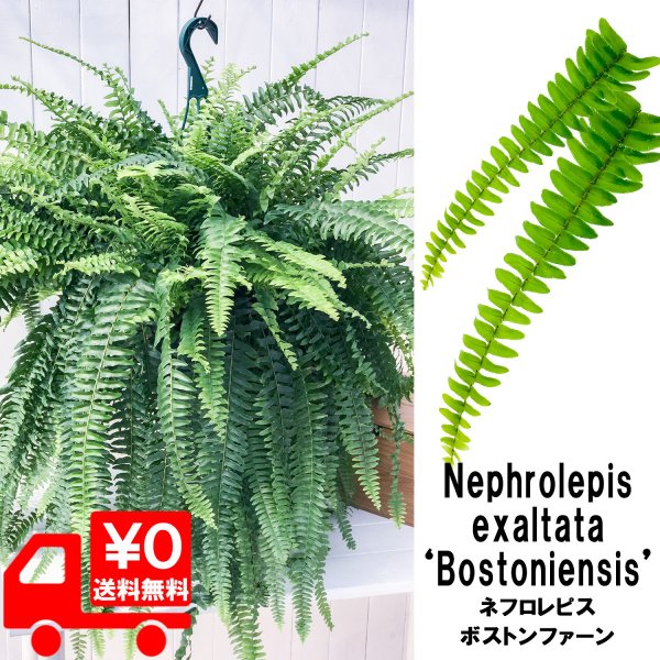 PLANCHU 観葉植物 ネフロレピス ボストンファーン 7号吊り鉢 育て方説明書付き Nephrolepis exaltata ‘Bostoniensis’ シダ  ボストンファーン ボストンファン