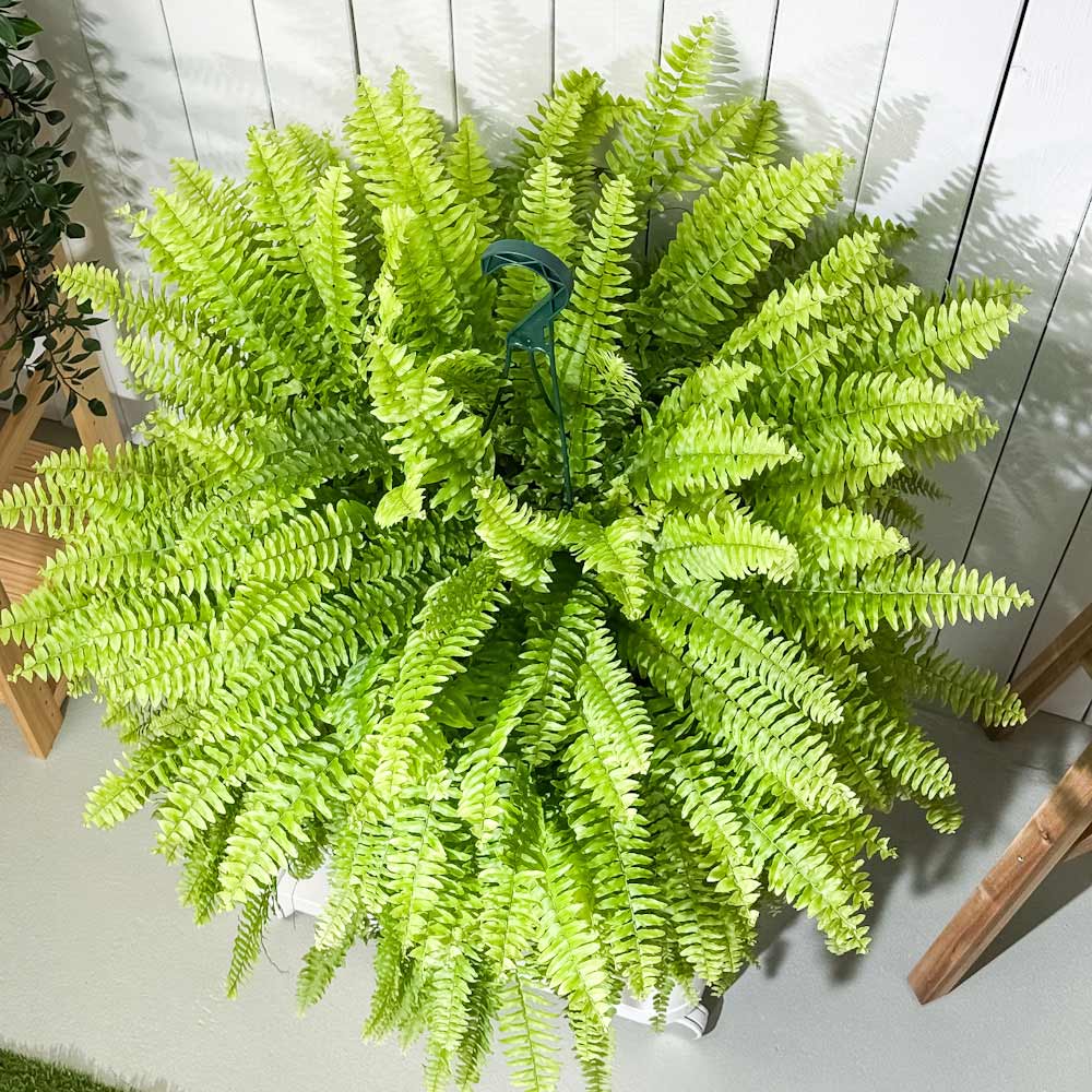 PLANCHU 観葉植物 ネフロレピス ボストニエンシス 7号吊り鉢 育て方