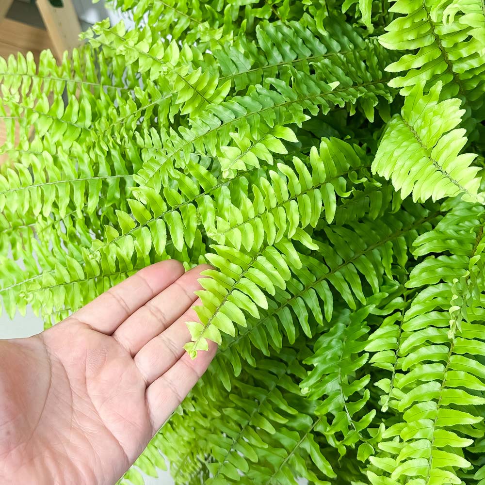 PLANCHU 観葉植物 ネフロレピス ボストニエンシス 7号吊り鉢 育て方