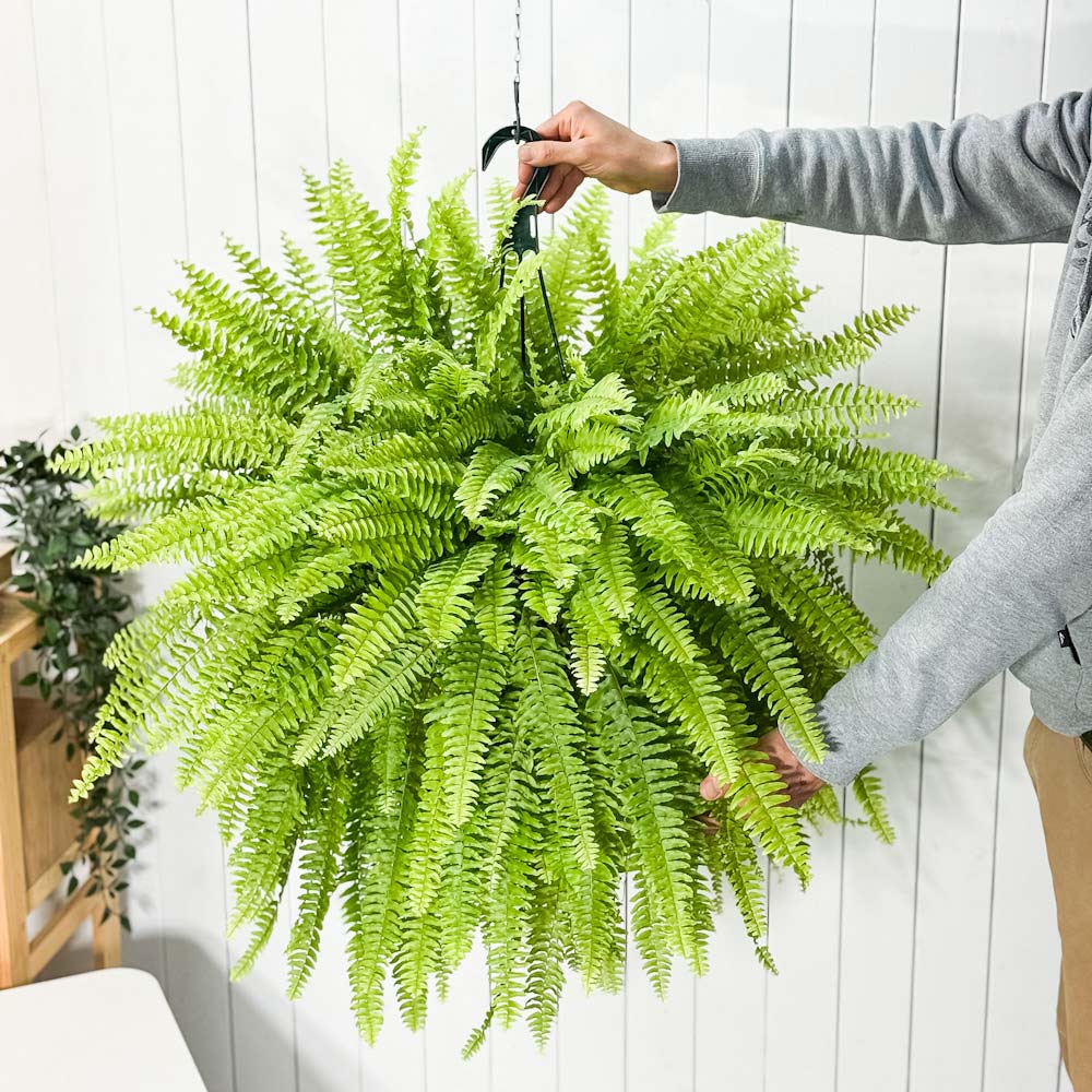 PLANCHU 観葉植物 ネフロレピス ボストニエンシス 7号吊り鉢 育て方