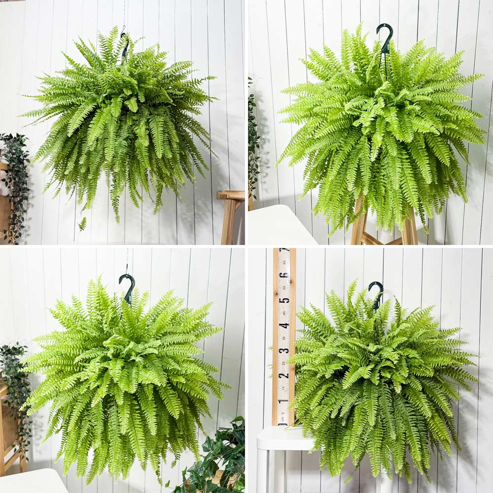 PLANCHU 観葉植物 ネフロレピス ボストニエンシス 7号吊り鉢 育て方
