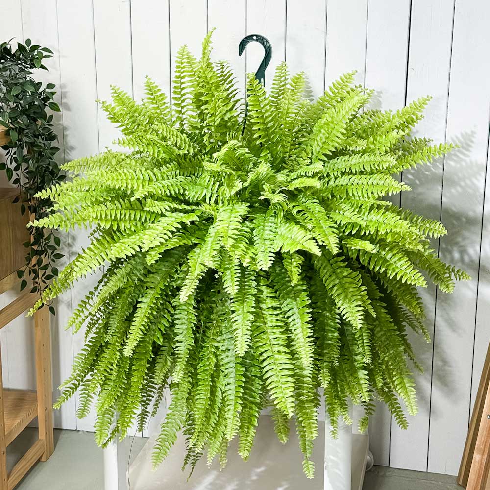 ネフロレピス ハッピーマーブル 吊り鉢 PLANCHU 観葉植物 ネフロレピス ボストニエンシス 7号吊り鉢 育て方