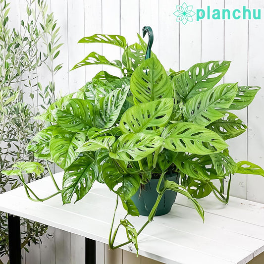 PLANCHU 観葉植物 マドカズラ モンステラ フリードリヒスターリー 7号吊り鉢 育て方説明書付き Monstera friedrichsthalii