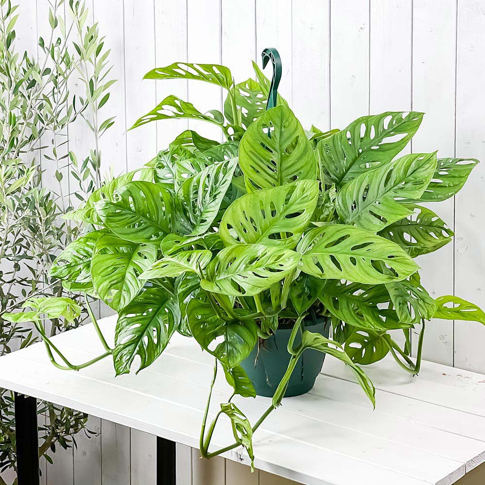 PLANCHU 観葉植物 マドカズラ モンステラ フリードリヒスターリー 7号吊り鉢 育て方説明書付き Monstera friedrichsthalii アロイド
