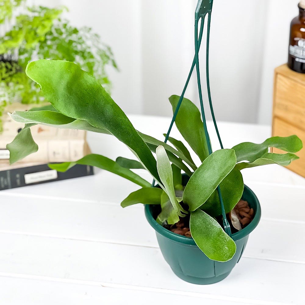 PLANCHU 観葉植物 プラティケリウム ネザーランズ 5号吊り鉢 育て方
