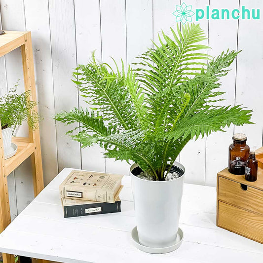 PLANCHU 観葉植物 ブレクナム シルバーレディ 6号鉢 受け皿付き 育て方説明書付き Blechnum gibbum ‘Silver Lady’ シダ植物