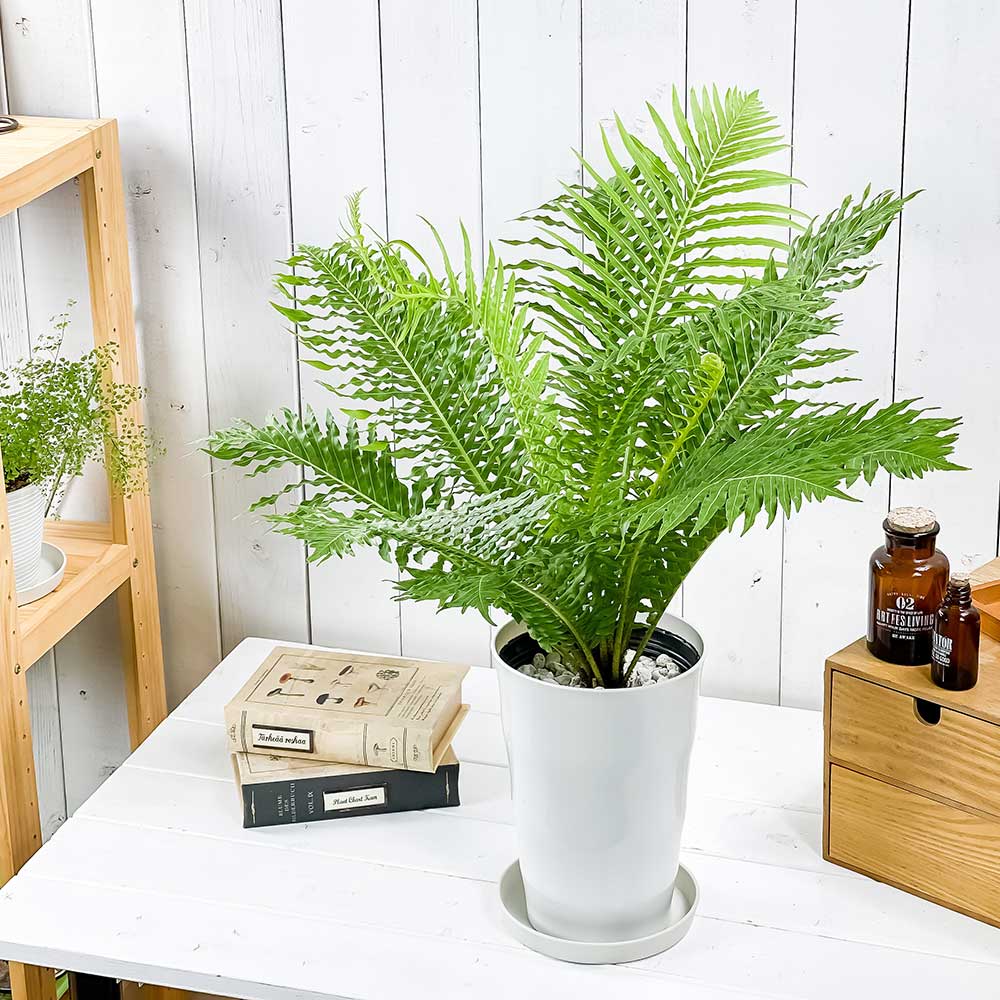 PLANCHU 観葉植物 ブレクナム シルバーレディ 6号鉢 受け皿付き 育て方説明書付き Blechnum gibbum ‘Silver Lady’ シダ植物