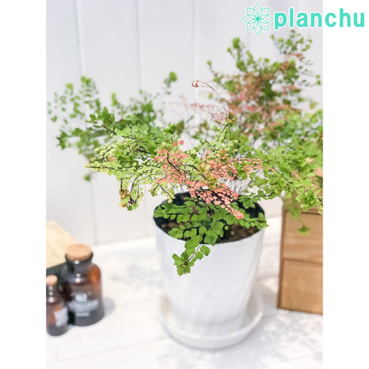 PLANCHU 観葉植物 アジアンタム ピーコック 5号鉢 受け皿付き 育て方説明書付き Adiantum tenerum ‘Peacock’ シダ植物 激レア品種