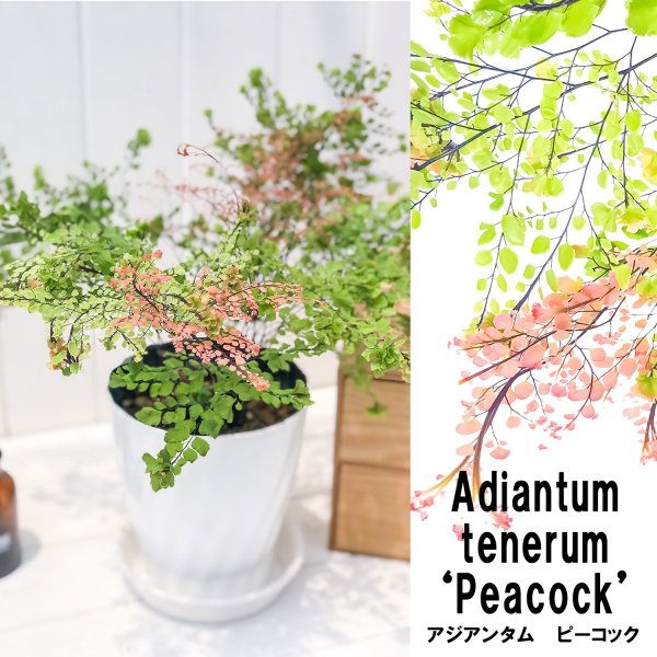 PLANCHU 観葉植物 アジアンタム ピーコック 5号鉢 受け皿付き 育て方説明書付き Adiantum tenerum ‘Peacock’ 激レア品種 シダ