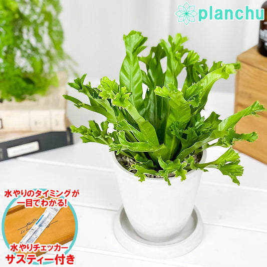 PLANCHU 観葉植物 アスプレニウム レズリー 4号樹脂鉢 ホワイト サスティー付き 受け皿付き 育て方説明書付き Asplenium nidus ‘Leslie’ シマオオタニワタリ シダ植物