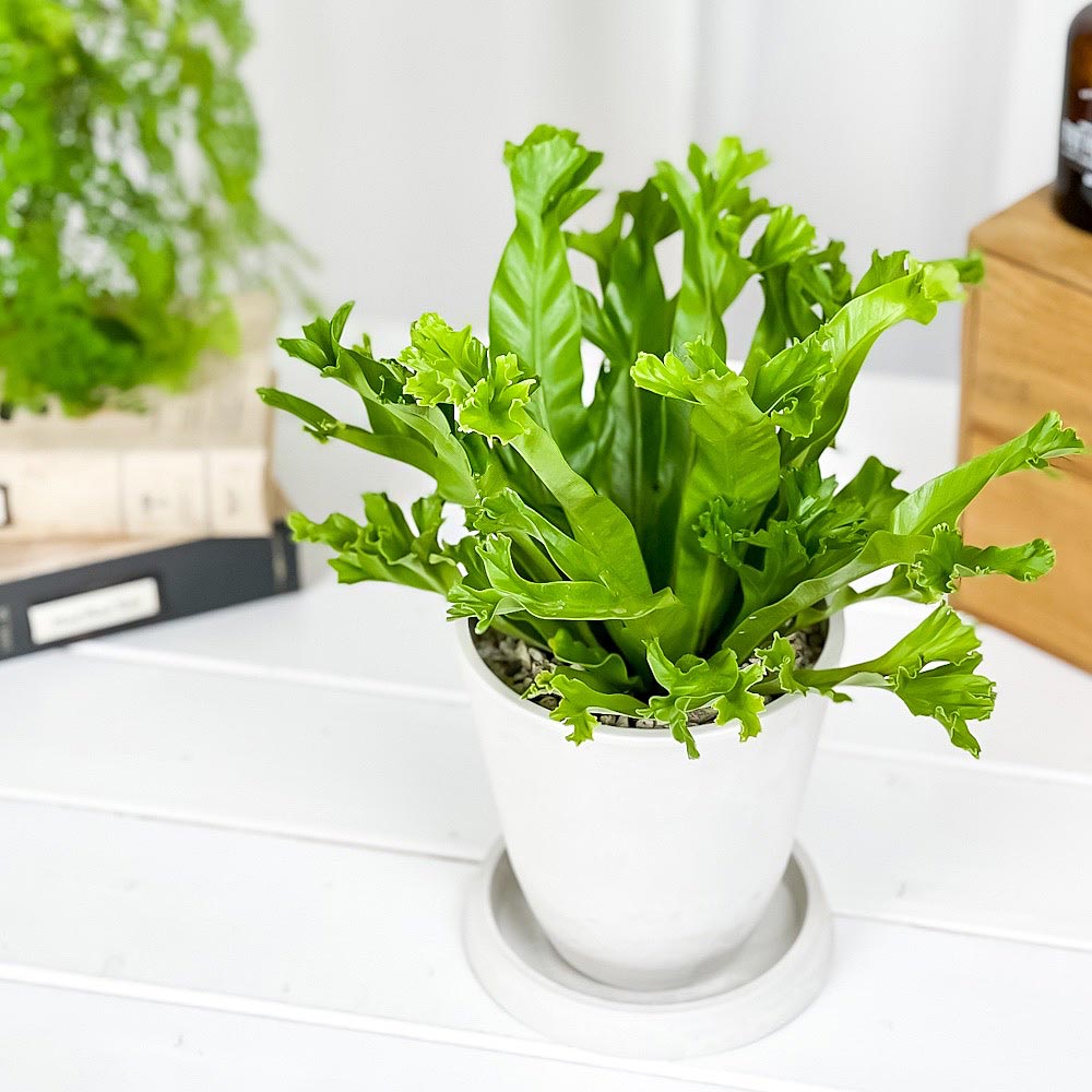 PLANCHU 観葉植物 アスプレニウム レズリー 4号樹脂鉢 ホワイト サスティー付き 受け皿付き 育て方説明書付き Asplenium nidus ‘Leslie’ シマオオタニワタリ シダ植物
