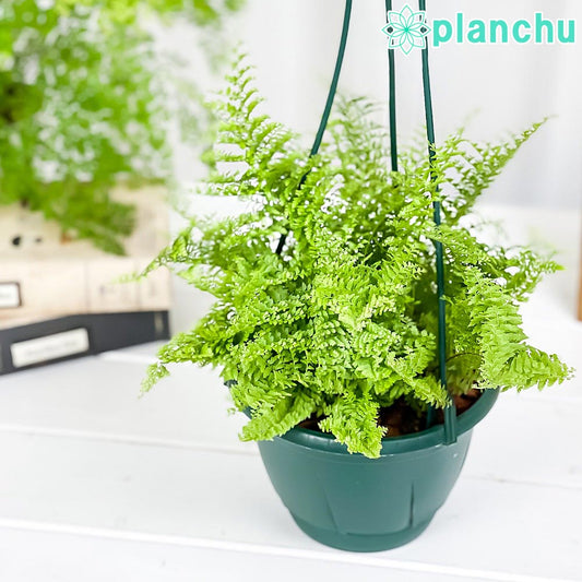 PLANCHU 観葉植物 ネフロレピス マリサ 5号吊り鉢 育て方説明書付き Nephrolepis ‘Marisa’ ボストンファーン ボストンファン シダ植物