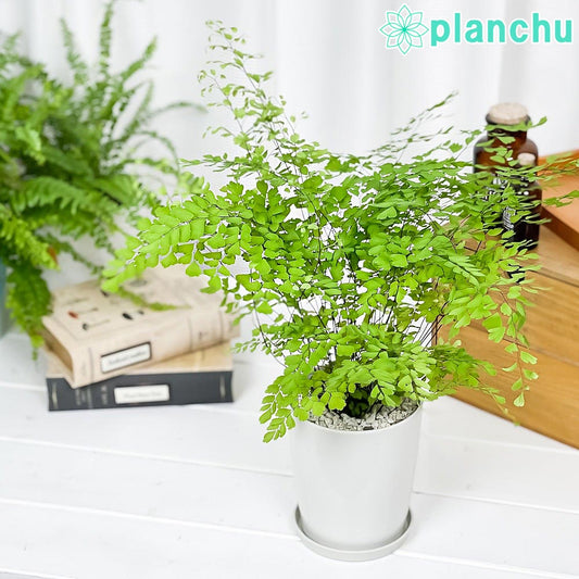 PLANCHU 観葉植物 アジアンタム フラグランス 4号鉢 受け皿付き 育て方説明書付き Adiantum raddianum ‘Fragrantissimun’ フレグランス シダ植物