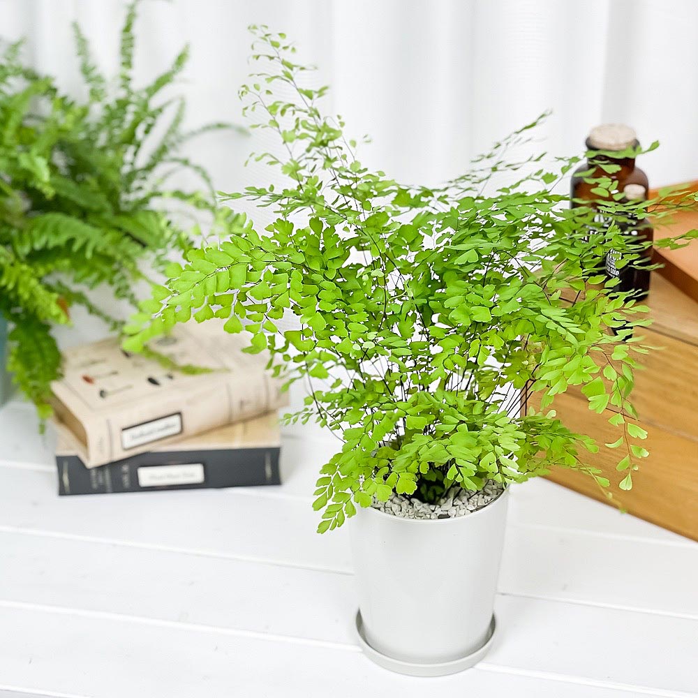 PLANCHU 観葉植物 アジアンタム フラグランス 4号鉢 受け皿付き 育て方説明書付き Adiantum raddianum ‘Fragrantissimun’ フレグランス シダ植物