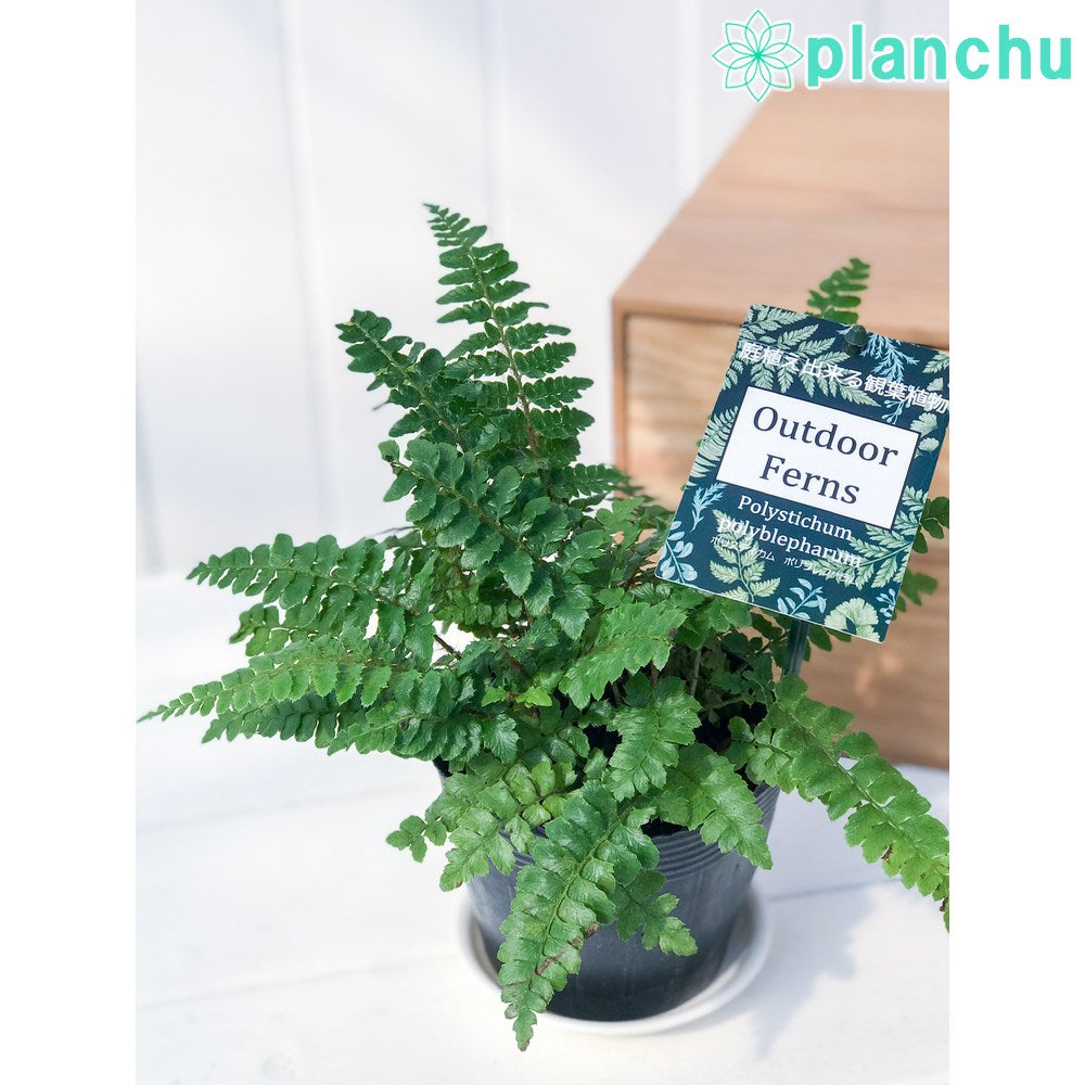 PLANCHU 観葉植物 ポリスティカム ポリブレファラム 3.5号ポット Polystichum polyblepharum シダ