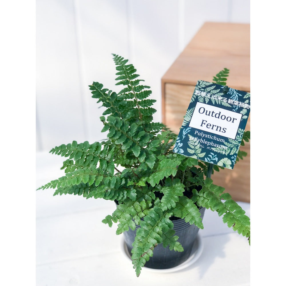 PLANCHU 観葉植物 ポリスティカム ポリブレファラム 3.5号ポット Polystichum polyblepharum シダ