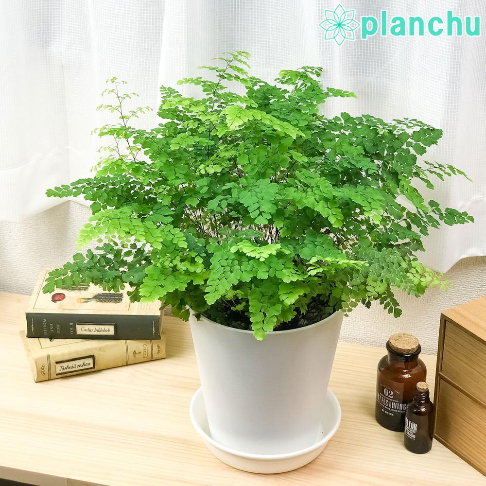 PLANCHU 観葉植物 アジアンタム フリッツルーシー 6号鉢 受け皿付き 育て方説明書付き Adiantum raddianum ‘Fritz Luthi’ シダ植物