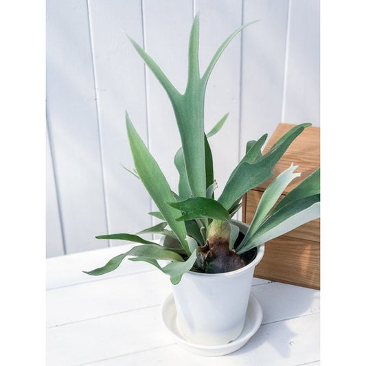 PLANCHU 観葉植物 プラティケリウム ヴィーチー 5号鉢 Platycerium veitchii ビーチー ベイチー ビカクシダ コウモリラン シダ植物