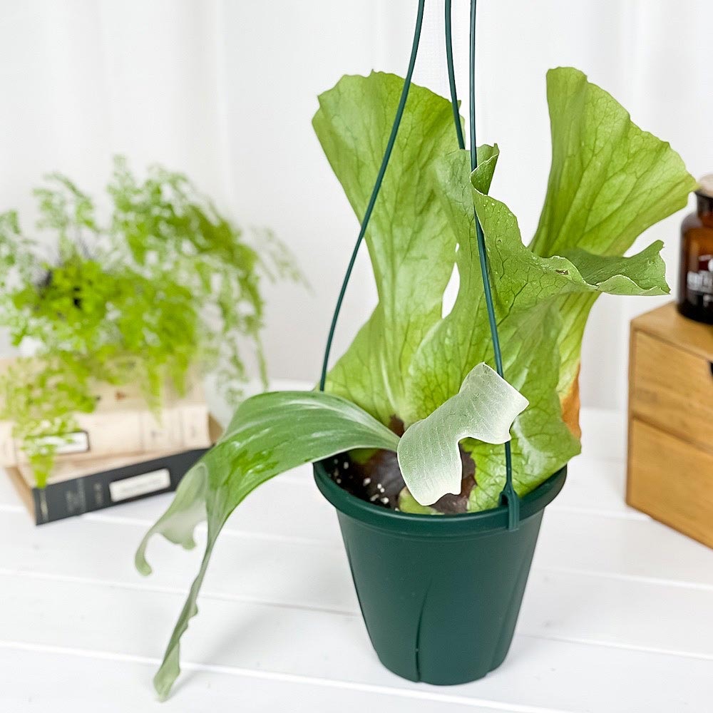 PLANCHU 観葉植物 プラティケリウム ステマリア 6号吊り鉢 育て方説明