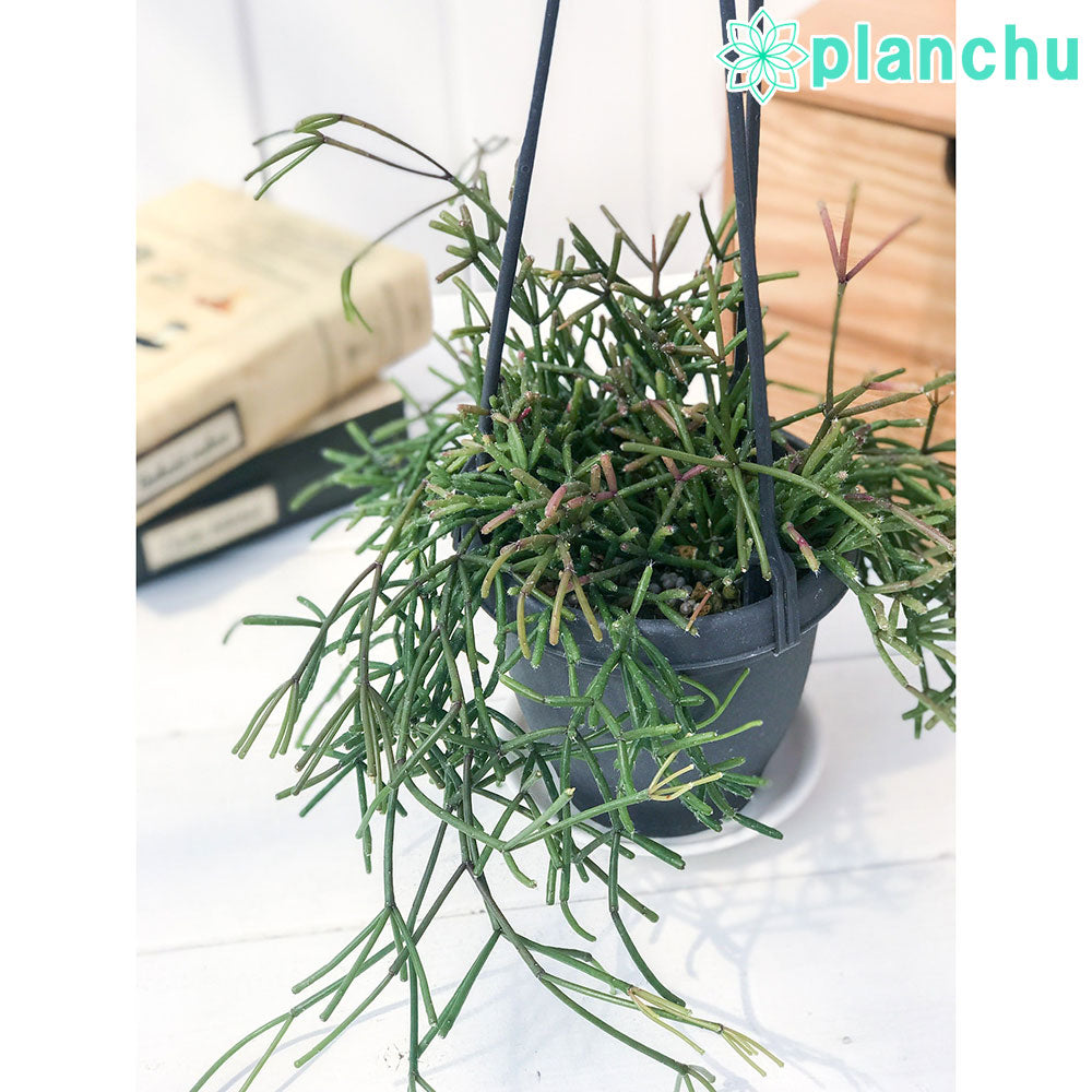 PLANCHU 観葉植物 リプサリス クラウァタ 3.5号吊り鉢 Rhipsalis clavata 森林性サボテン