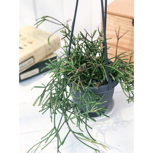 PLANCHU 観葉植物 リプサリス クラウァタ 3.5号吊り鉢 Rhipsalis clavata 森林性サボテン