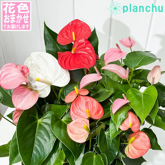 PLANCHU 観葉植物 アンスリウム 花色おまかせ 4号鉢 受け皿付き 育て方説明書付き Anthurium andraeanum アンスリューム アロイド 鉢花