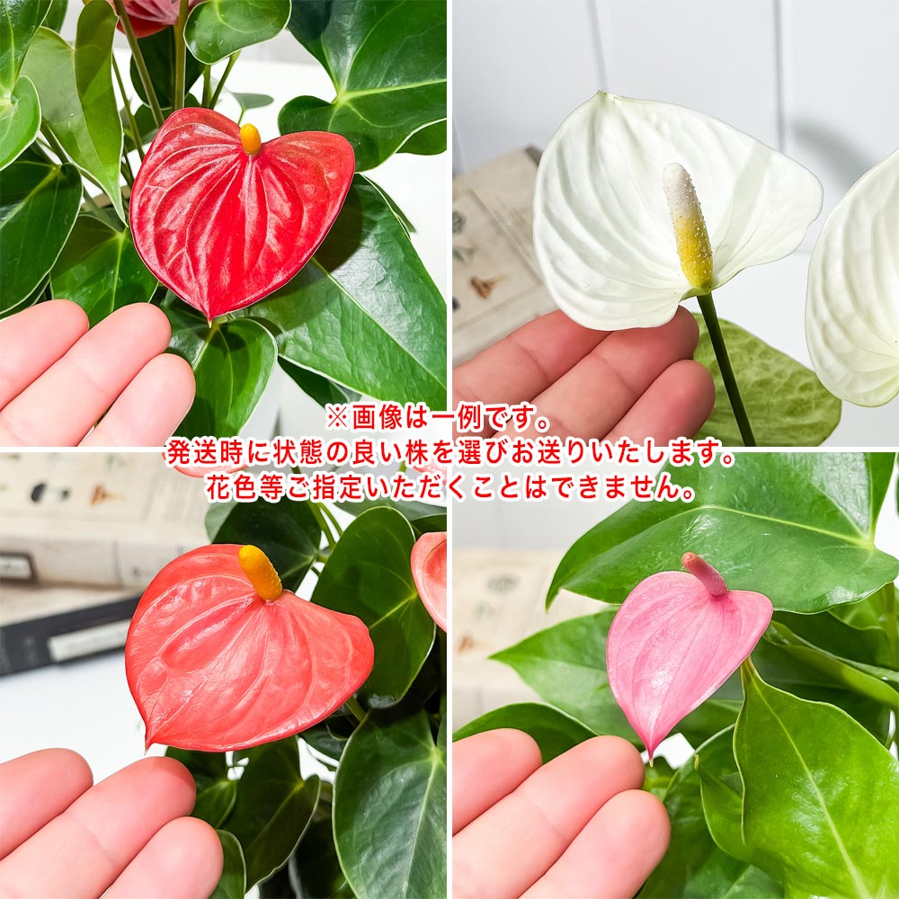 PLANCHU 観葉植物 アンスリウム 花色おまかせ 4号鉢 受け皿付き 育て方説明書付き Anthurium andraeanum アンスリューム アロイド 鉢花