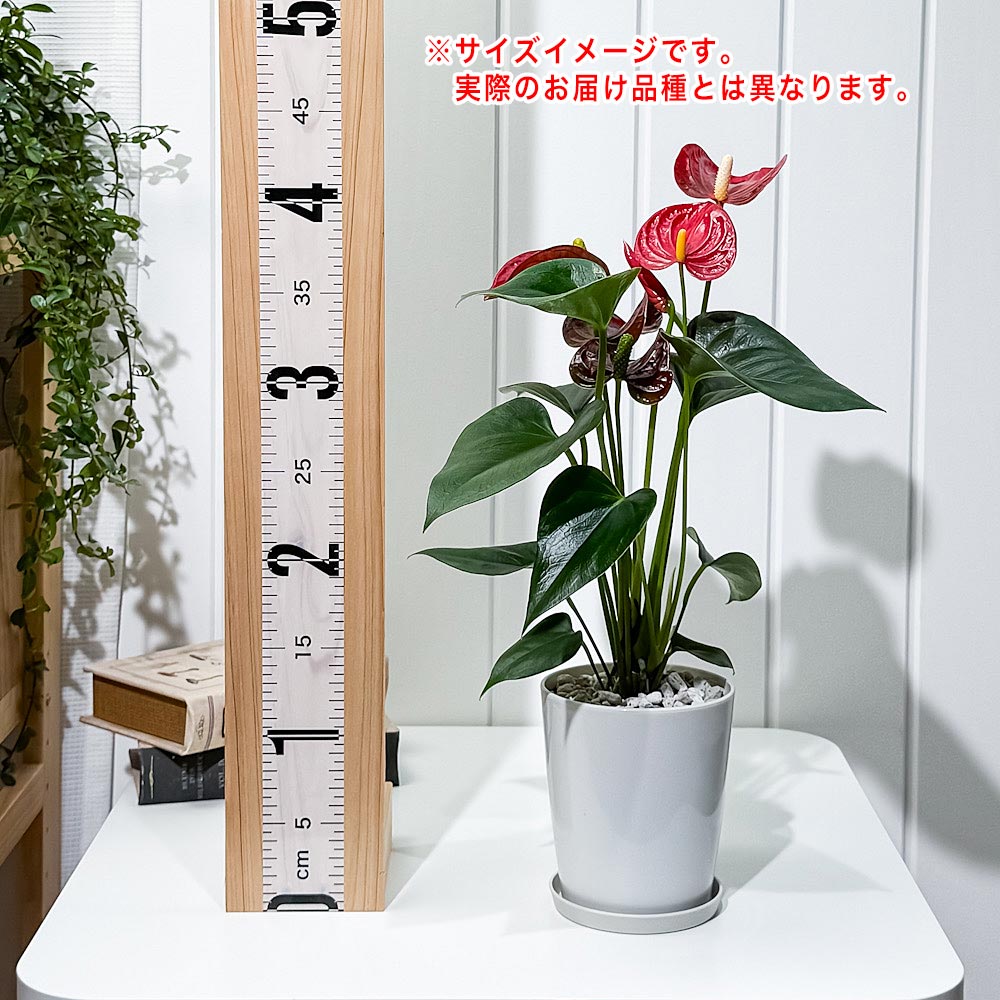 PLANCHU 観葉植物 アンスリウム 花色おまかせ 4号鉢 受け皿付き 育て方説明書付き Anthurium andraeanum アンスリューム アロイド 鉢花