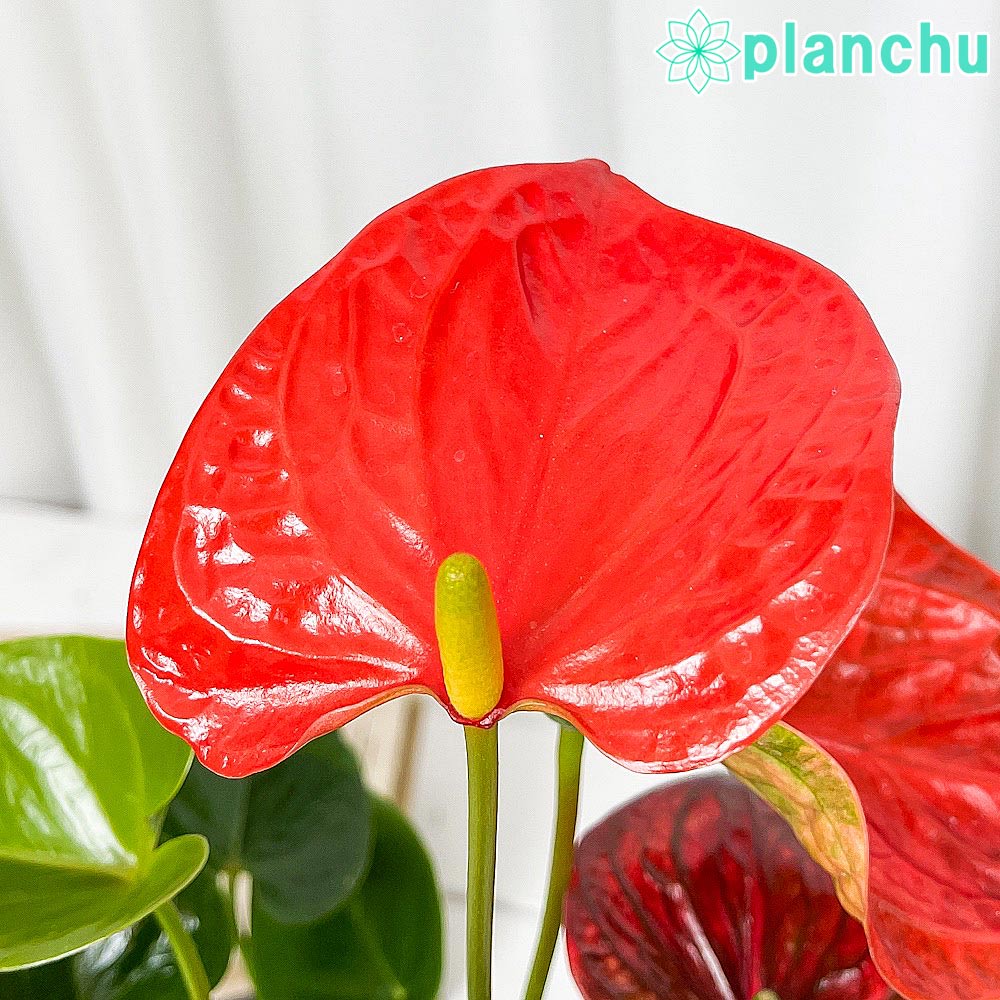 PLANCHU 観葉植物 アンスリウム オレンジ 4号鉢 受け皿付き 育て方説明書付き Anthurium andraeanum アンスリューム 鉢花 オレンジ