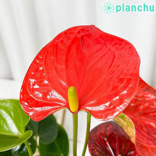 PLANCHU 観葉植物 アンスリウム オレンジ 4号鉢 受け皿付き 育て方説明書付き Anthurium andraeanum アンスリューム 鉢花