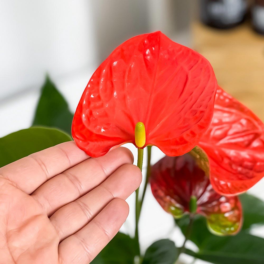 PLANCHU 観葉植物 アンスリウム オレンジ 4号鉢 受け皿付き 育て方説明書付き Anthurium andraeanum アンスリューム 鉢花