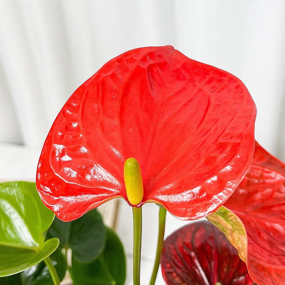 PLANCHU 観葉植物 アンスリウム オレンジ 4号鉢 受け皿付き 育て方説明書付き Anthurium andraeanum アンスリューム 鉢花