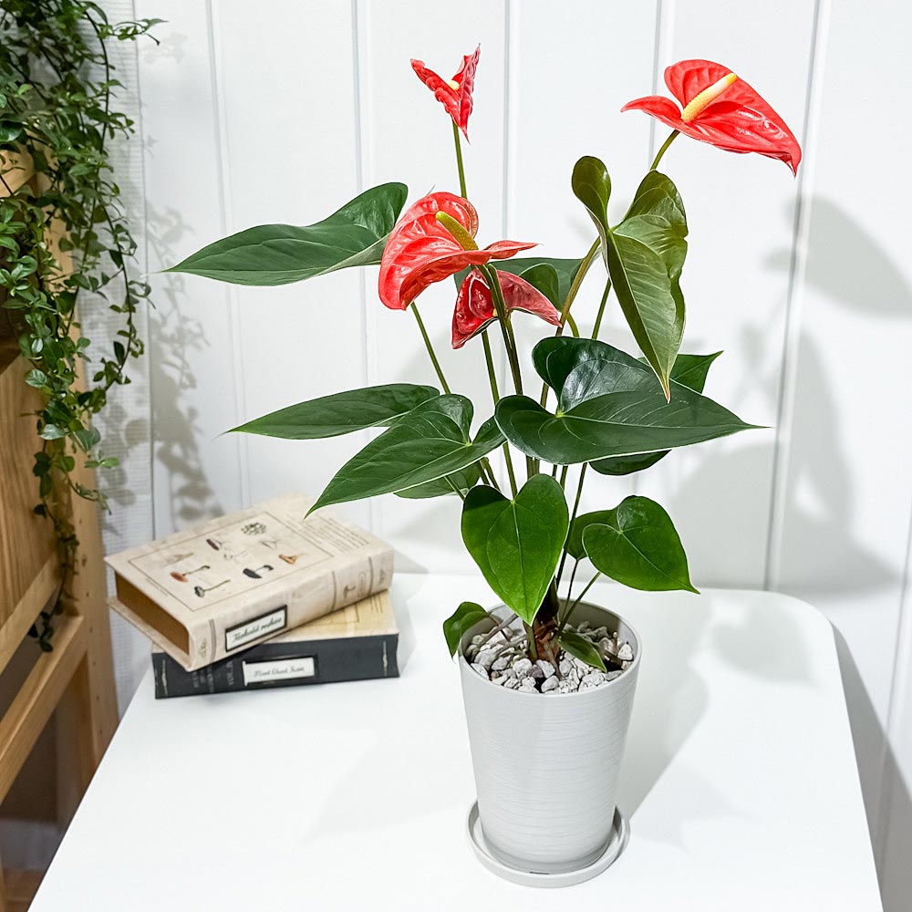 PLANCHU 観葉植物 アンスリウム オレンジ 4号鉢 受け皿付き 育て方説明