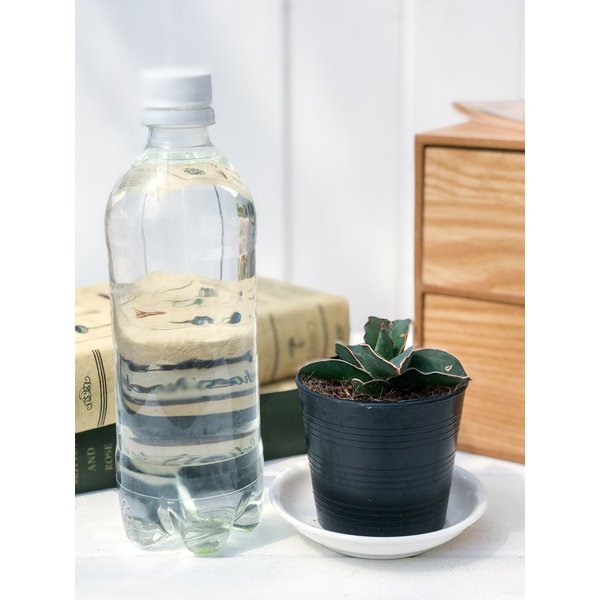 PLANCHU 多肉植物 サンセベリア サムライ ドワーフ 2.5号ポット Sansevieria ehrenbergii ‘Samurai Dwarf’ サンスベリア