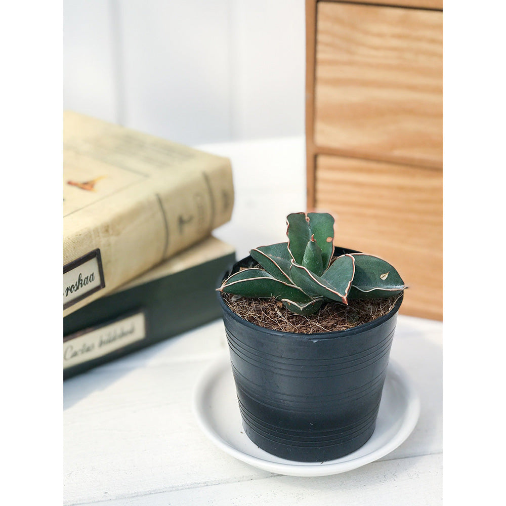 PLANCHU 多肉植物 サンセベリア サムライ ドワーフ 2.5号ポット