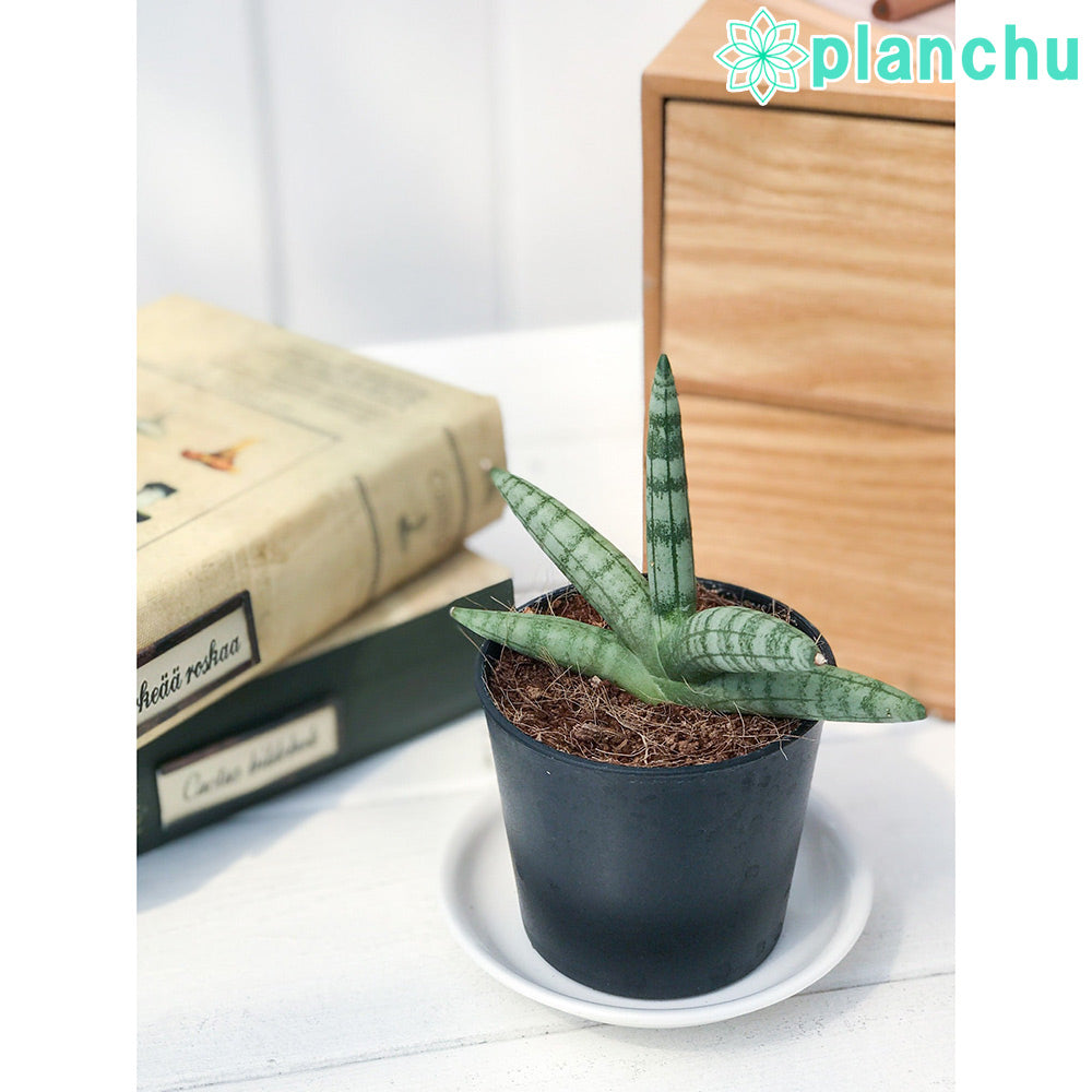 PLANCHU 多肉植物 サンセベリア ボンセレンシス 2.5号ポット Sansevieria boncellensis サンスベリア