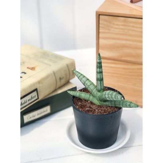 PLANCHU 多肉植物 サンセベリア ボンセレンシス 2.5号ポット Sansevieria boncellensis サンスベリア