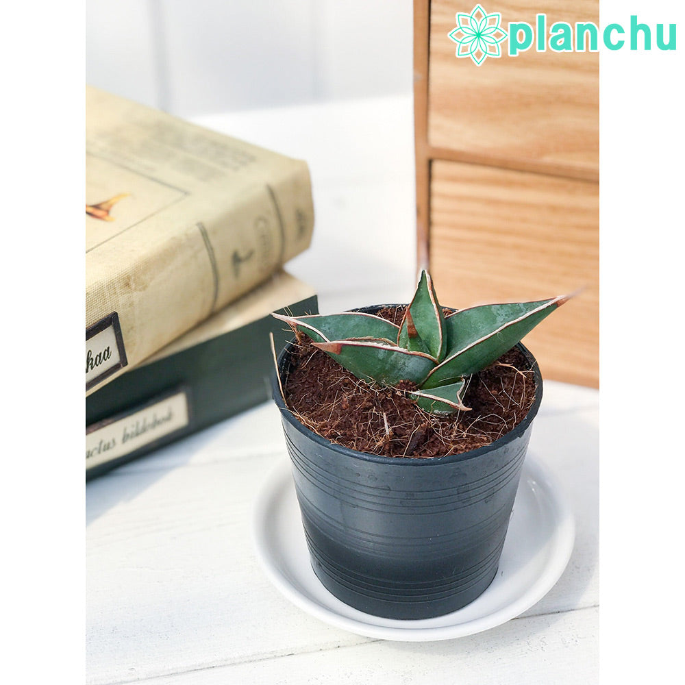 PLANCHU 多肉植物 サンセベリア ピングイキュラ 2.5号ポット Sansevieria pinguicula サンスベリア