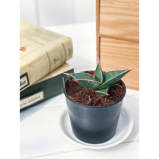 PLANCHU 多肉植物 サンセベリア ピングイキュラ 2.5号ポット Sansevieria pinguicula サンスベリア