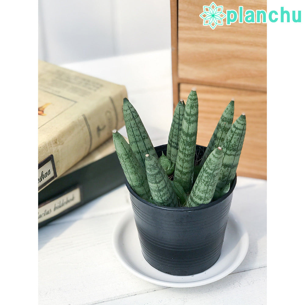PLANCHU 多肉植物 サンセベリア ボンセレンシス ミカドタイプ 2.5号ポット Sansevieria boncellensis サンスベリア