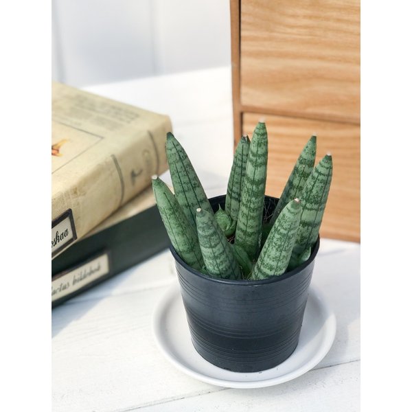 PLANCHU 多肉植物 サンセベリア ボンセレンシス ミカドタイプ 2.5号ポット Sansevieria boncellensis サンスベリア