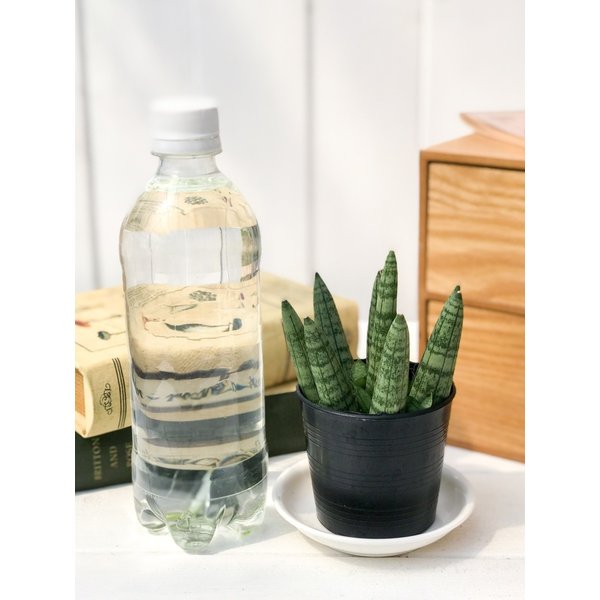 PLANCHU 多肉植物 サンセベリア ボンセレンシス ミカドタイプ 2.5号ポット Sansevieria boncellensis サンスベリア