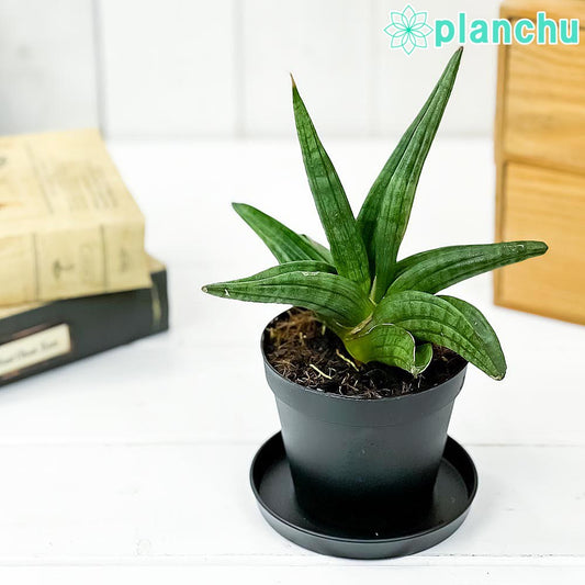 PLANCHU 観葉植物 サンセベリア パテンス 3号鉢 受け皿付き 育て方説明書付き Sansevieria patens サンスベリア