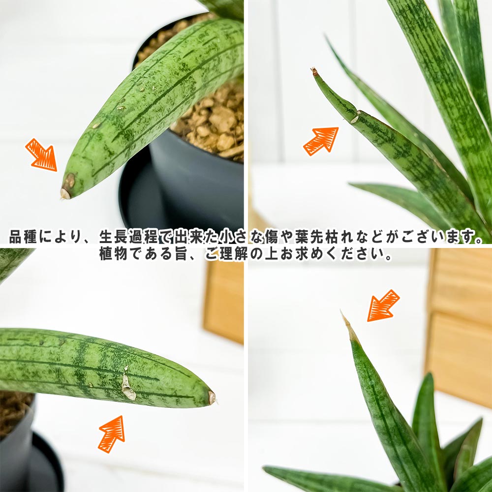 PLANCHU 観葉植物 サンセベリア パテンス 3号鉢 受け皿付き 育て方説明書付き Sansevieria patens サンスベリア