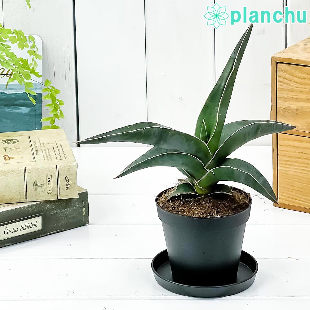 PLANCHU 観葉植物 サンセベリア ロブスタ ブルー 3号鉢 受け皿付き 育て方説明書付き Sansevieria ‘Robusta Blue’ サンスベリア
