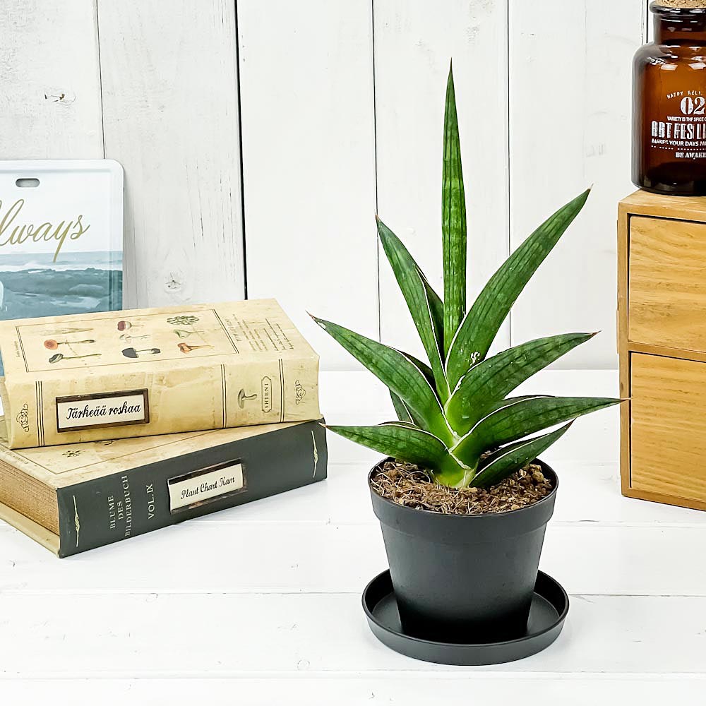 PLANCHU 観葉植物 サンセベリア ケニア 3号鉢 受け皿付き 育て方説明書付き Sansevieria ‘Kenya’ サンスベリア