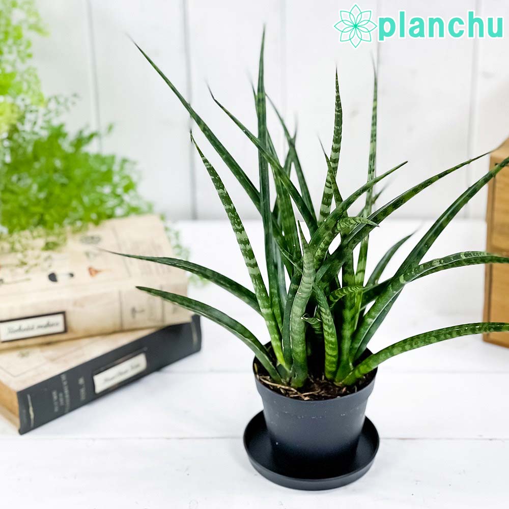 PLANCHU 観葉植物 サンセベリア ファンウッド パンク 3号鉢 受け皿付き 育て方説明書付き Sansevieria ‘Fernwood Punk’ サンスベリア