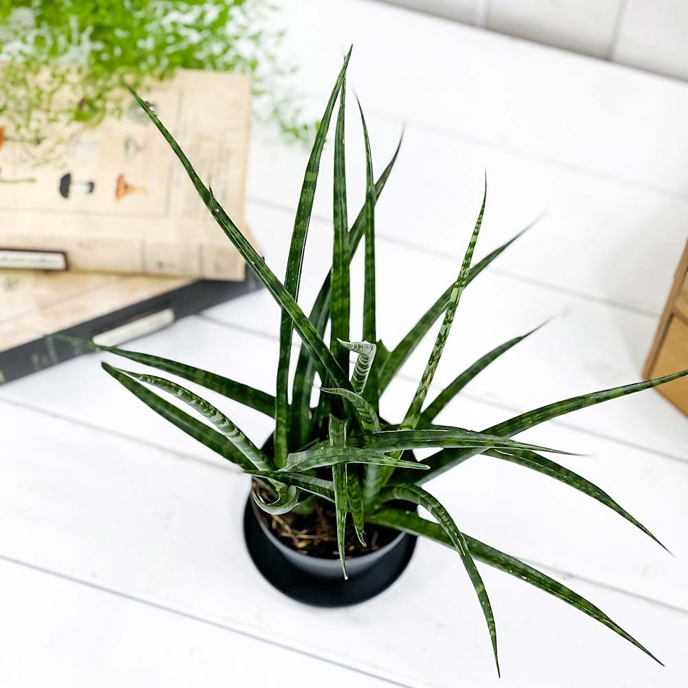 PLANCHU 観葉植物 サンセベリア ファンウッド パンク 3号鉢 受け皿付き 育て方説明書付き Sansevieria ‘Fernwood Punk’ サンスベリア