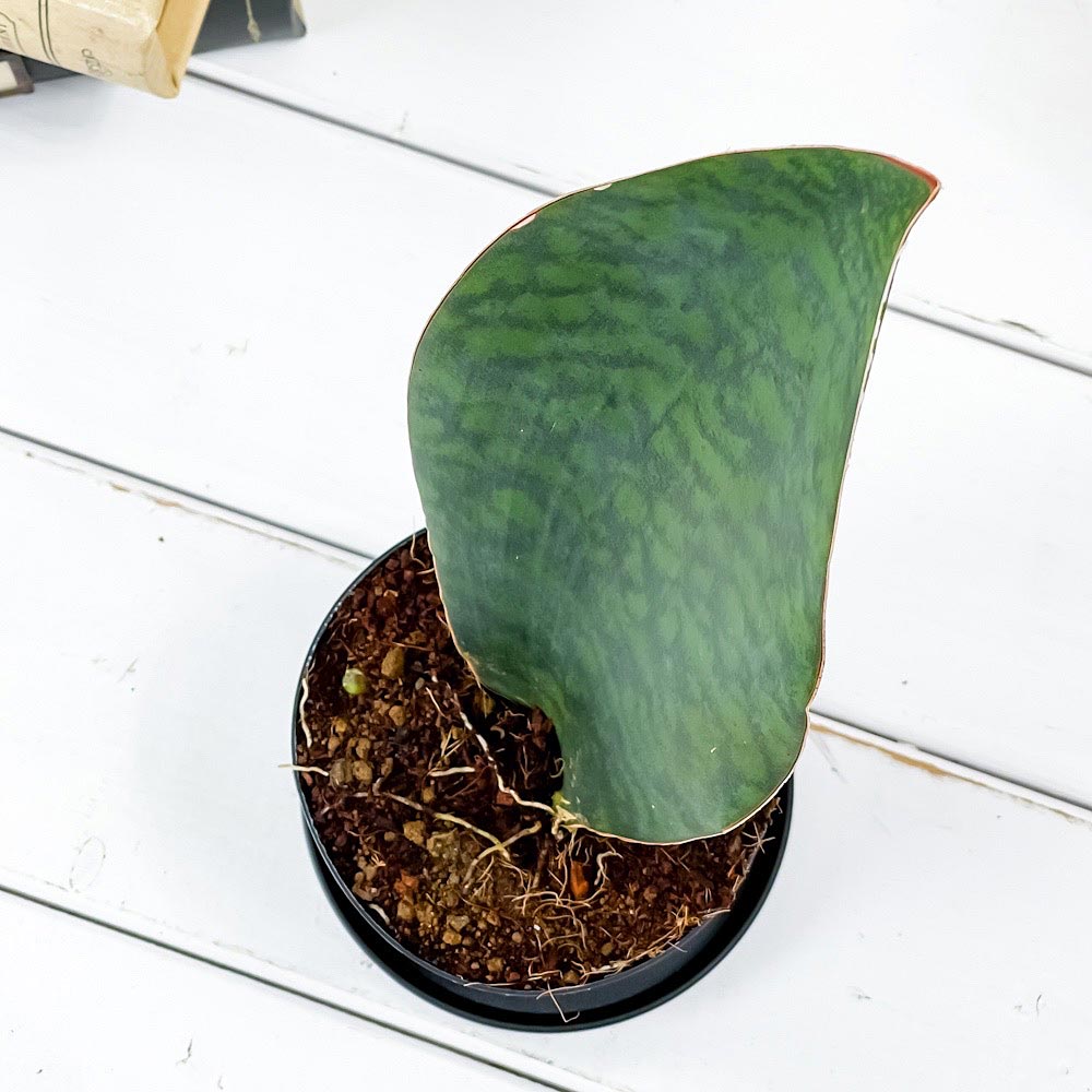 PLANCHU 観葉植物 サンセベリア マッソニアーナ 3号鉢 受け皿付き 育て方説明書付き Sansevieria masoniana サンスベリア