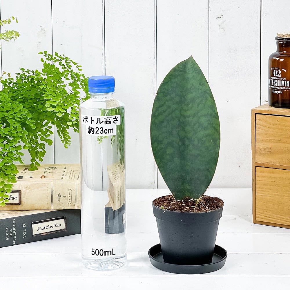 PLANCHU 観葉植物 サンセベリア マッソニアーナ 3号鉢 受け皿付き 育て方説明書付き Sansevieria masoniana サンスベリア